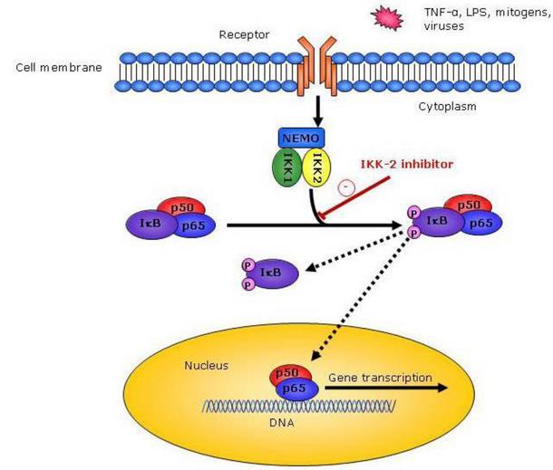 Nuleuus NF-kB p65 TNF- (pg/ml) Exerise trining, espeilly t high-intensity, suppresses elevted TNF-α s well s tivted NF-kB proteins seondry to HFD in the liver. A.