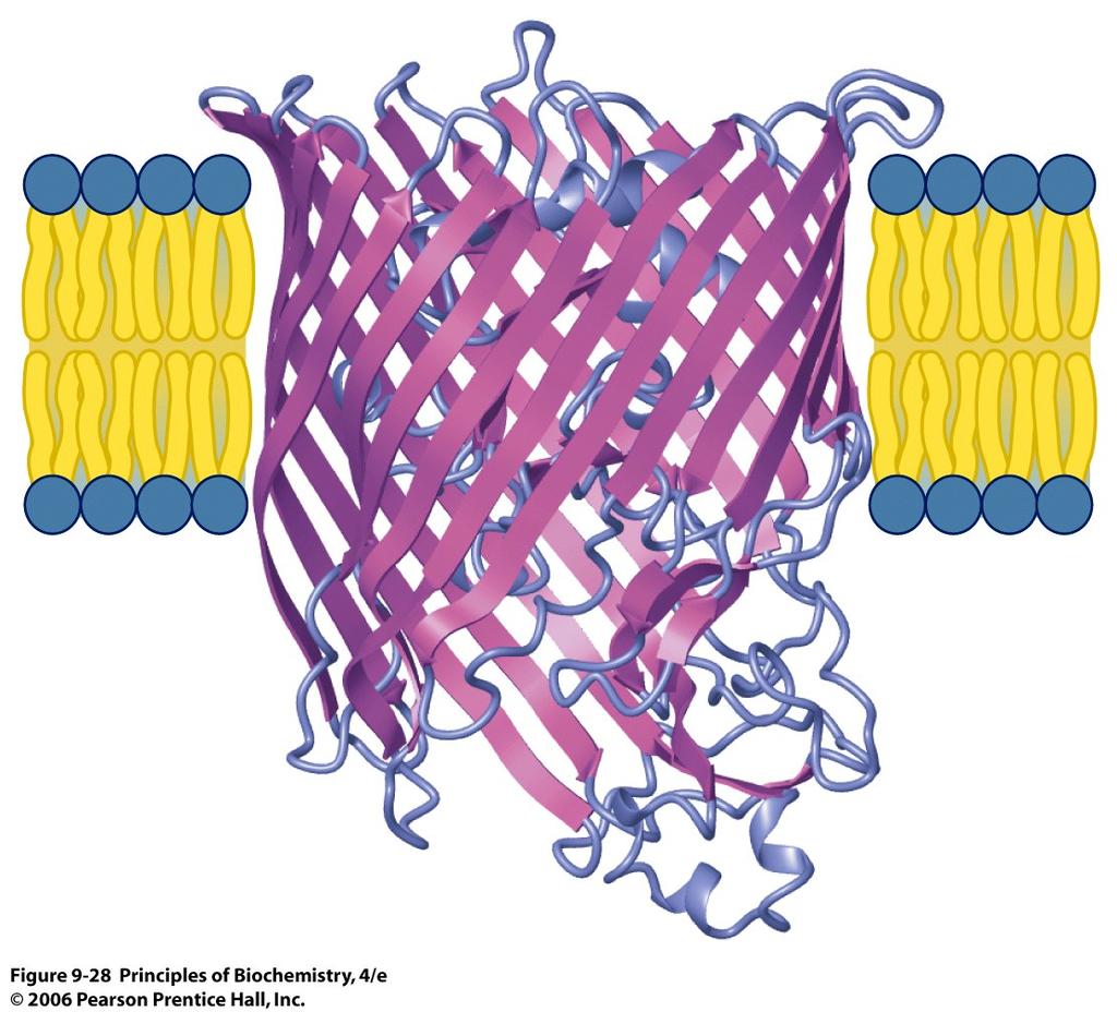 10/27/13 c. Traverse membrane as 8-16 β-strands forming a giant βbarrel Porins Some membrane proteins can diffuse laterally in the plane of the bilayer others are anchored to the cytoskeleton.
