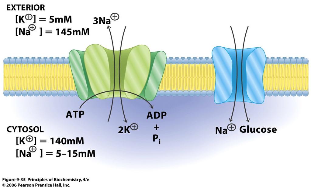 Active Transporters can pump solute against a concentration gradient. e.g. The Na + K + ATPase uses energy from the hydrolysis of ATP to pump 2 K + into a cell and 3 Na + out of the cell.