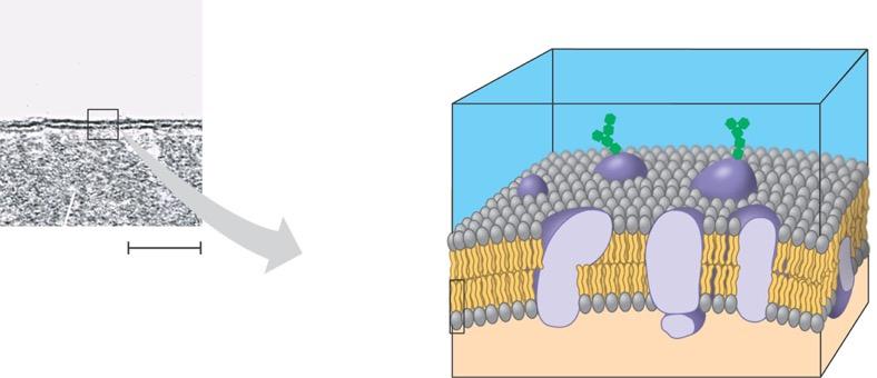 Cell membrane Outside of cell The plasma membrane selective barrier Hydrophilic Carbohydrate side chain region Allows passage of nutrients and waste Inside of cell (a) 0.1 µm TEM of a plasma membrane.
