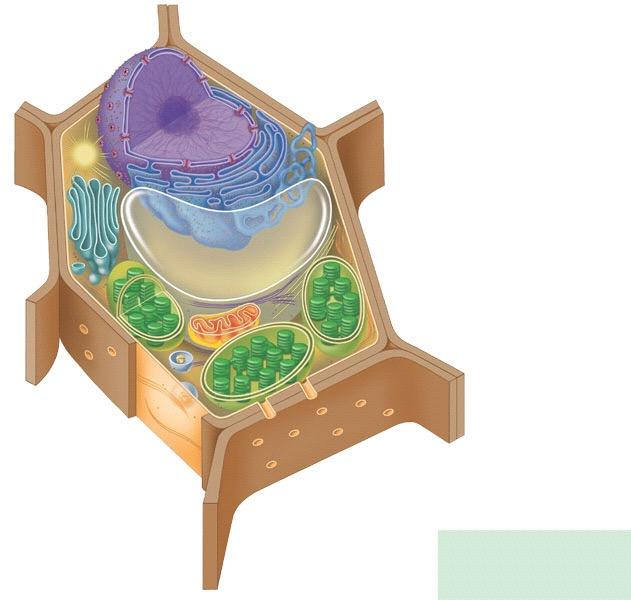 A View of the Eukaryotic Cell Nuclear envelope Nucleolus NUCLEUS Chromatin Centrosome Rough endoplasmic reticulum Smooth endoplasmic reticulum Ribosomes (small brwon dots) Central vacuole Golgi