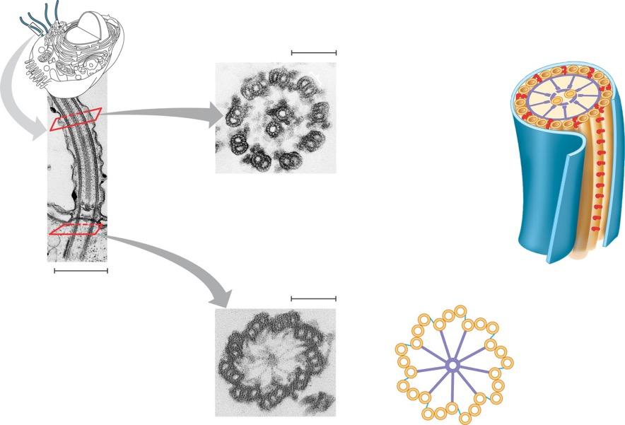 Cilia & Flagella Structure 0.
