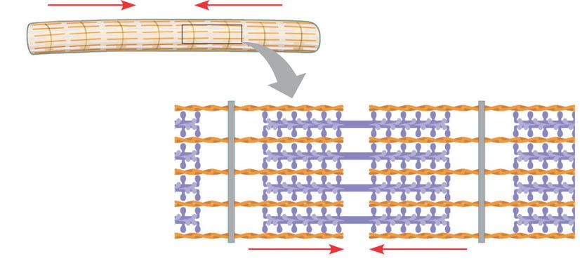 Microfilaments (Actin Filaments) cleavage furrow cellular motility: