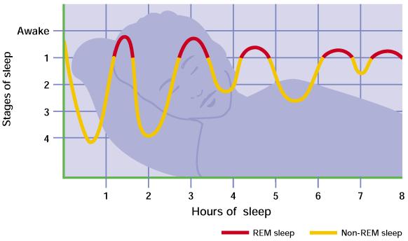 Sleep Typically 4 5 episodes of, ( ) sleep per night occur.