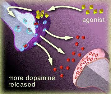 How drugs interact with the brain drugs alter interactions.