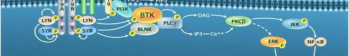 across non-t-cell hematopoietic lineages BTK functions downstream
