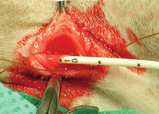 polydioxanone suture) around the jugular vein at the caudal end of the incision in preparation