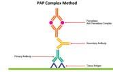 Indirect Methods PAP and Streptavidin Endogenous Peroxidases Enzyme