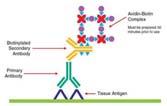 3 Amino 9 ethyl Carbozole(AEC) Histomark Red New Fuchsin BCIP/MBT