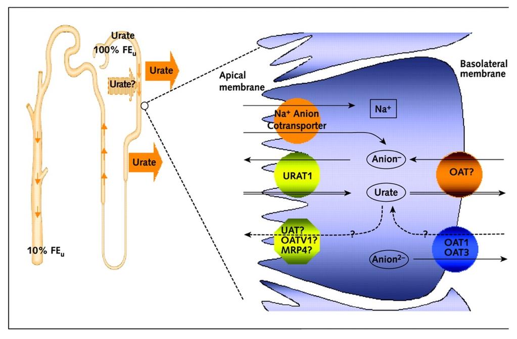 Urate transport mechanisms in human proximal tubule.urat1oat1oat3mrp4u.