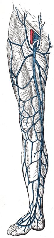 Superficial Venous System Greater Saphenous Lesser Saphenous Branch Veins superficial Connected to the