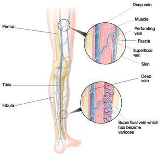 Venous Anatomy Superficial System is