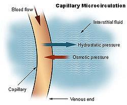 Pathophysiology Increasing pressure in the vessels