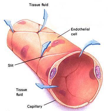 capillaries into the tissues Hydrostatic pressure