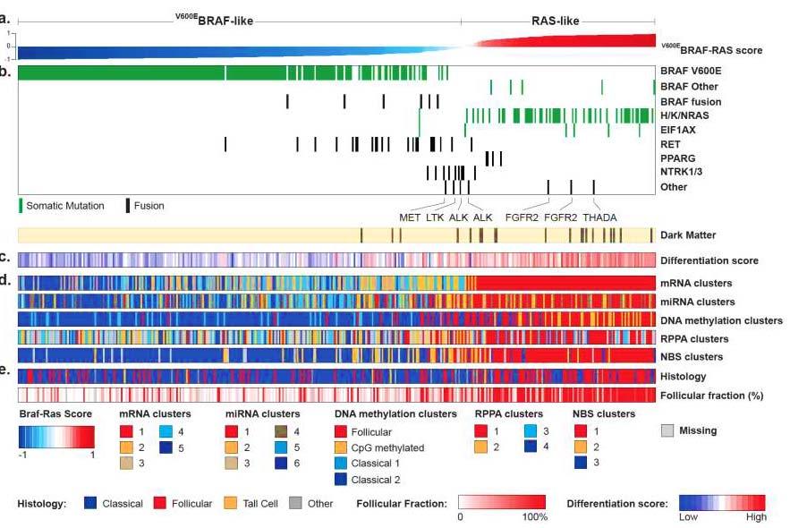 TCGA. Integrated genomic characterization of papillary thyroid carcinoma Cell : 2014 Integrated Genomic Characterization of Papillary Thyroid Carcinoma.