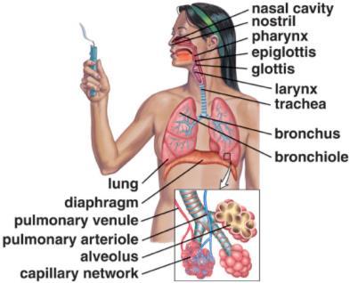 Effects at tissues away from lungs Exposure by Inhalation What can be inhaled: gases, vapors of volatile liquids, dusts (solids), aerosols (liquids), fumes (sublimed [vaporized] solids)