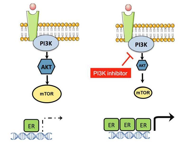 PI3K Signaling Is Frequently Dysregulated 1 and PI3K Inhibition Augments ER Function and Dependence in Hormone Receptor Positive Breast Cancer 2,3 PI3K signaling is involved in tumor growth,