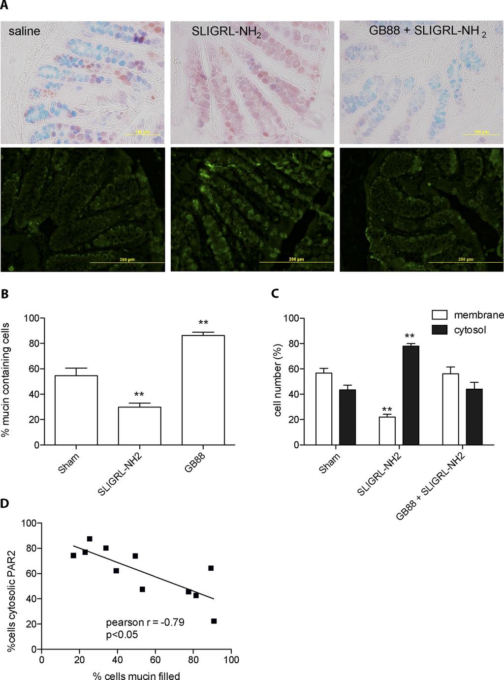 260 Lohman et al. Fig. 3. PAR2-induced colitis is associated with mucosa mucin depletion. A, SLIGRL- NH 2 clearly caused mucin depletion from colon mucosa.
