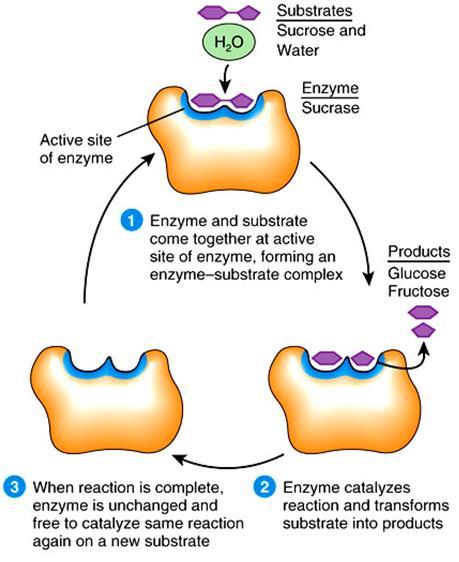 Enzymes = Catalyst Catalyst - a substance that increases the