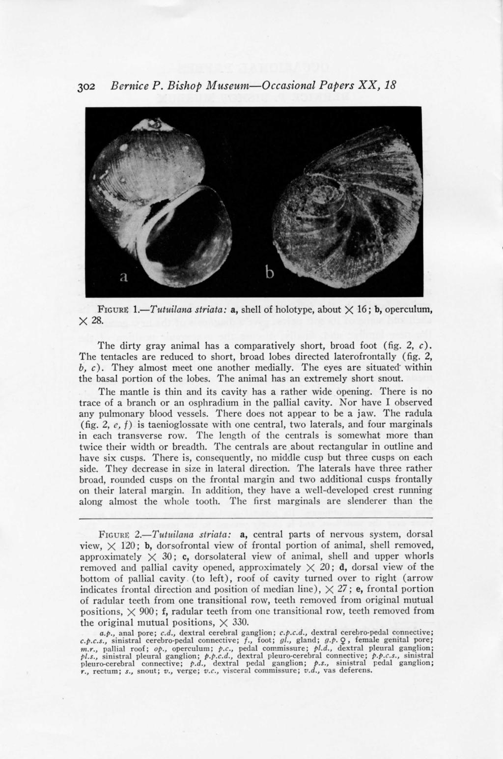 302 Bernice P. Bishop Museum Occasional Papers XX, 18 FIGURE 1. Tutuilana striata: a, shell of holotype, about X 16; b, operculum, X28.