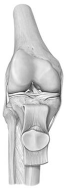 Connection between two or more bones Knee joint