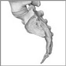 Absorb shock Example: skull sutures Cartilaginous