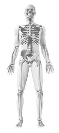 ANATOMICAL POSITION Starting reference point Specifies locations of specific body parts relative to other