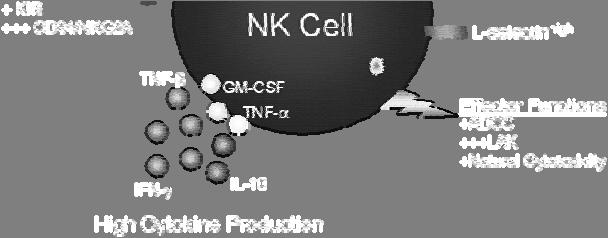 KIR + CD94/NKG2A Effector functions +++ADCC +++LAK +++natural