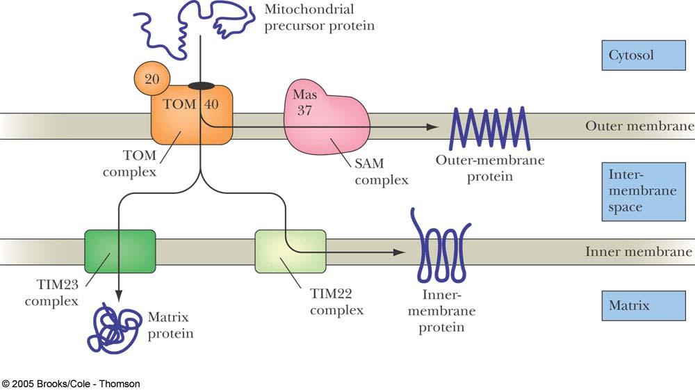 Figure 31.7 Translocation of mitochondrial preproteins involves distinct translocons. All mitochondrial proteins must interact with the outer mitochondrial membrane (TOM).