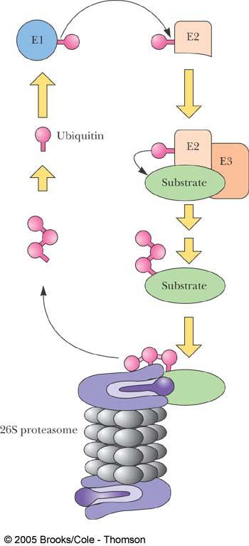 Figure 31.11 Diagram of the ubiquitinproteasome degradation pathway. Pink lollipop structures symbolize ubiquitin molecules.