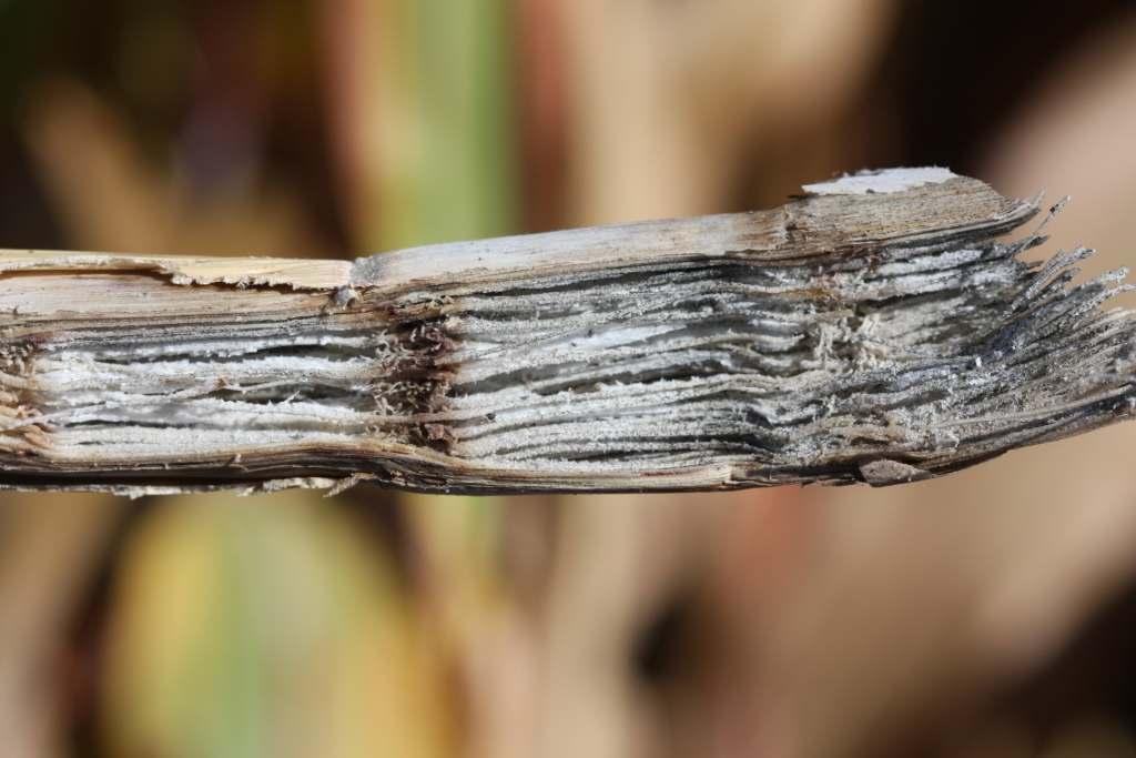 Plants with charcoal rot, caused by Macrophomina phaseolina,