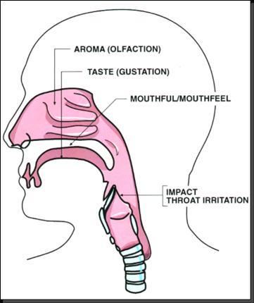 and reduces stress and anxiety Sensory (smoke and nicotine) Gustation, olfaction, flavour Common chemical
