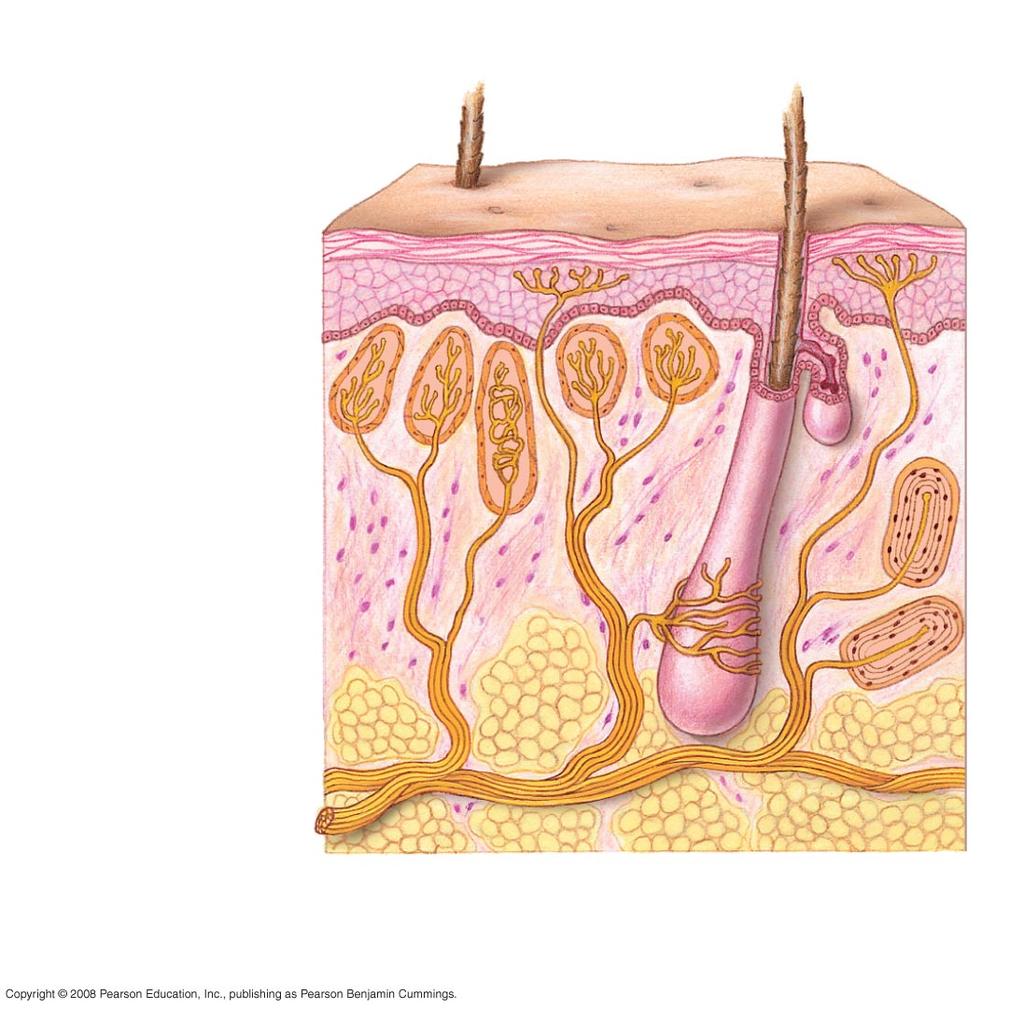 Sensory receptors in human skin Heat Gentle touch Pain Cold Hair