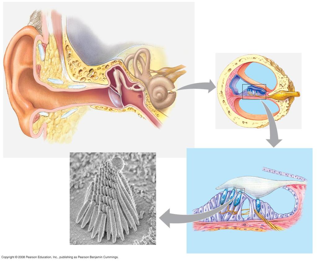 Human Ear Outer ear Middle ear Inner ear Skull bone Incus Stapes Semicircular canals Malleus Auditory nerve to brain Cochlear duct Bone Auditory nerve Vestibular canal Pinna Auditory canal Tympanic