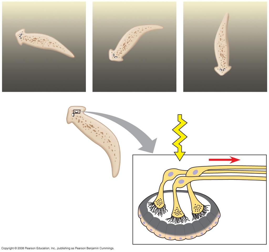 Eye cup of planarians provides information about light intensity and direction but does not