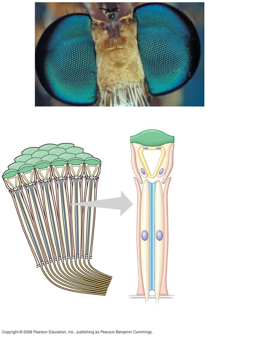 Compound eyes (a) Fly eyes 2 mm Cornea Crystalline cone