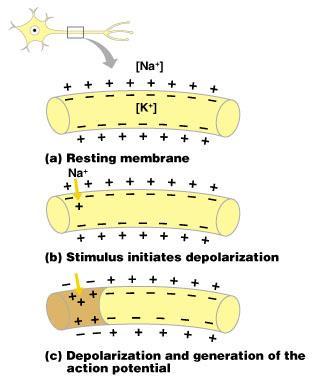 Starting a Nerve Impulse Depolarization a stimulus depolarizes the neuron s membrane A depolarized membrane allows sodium