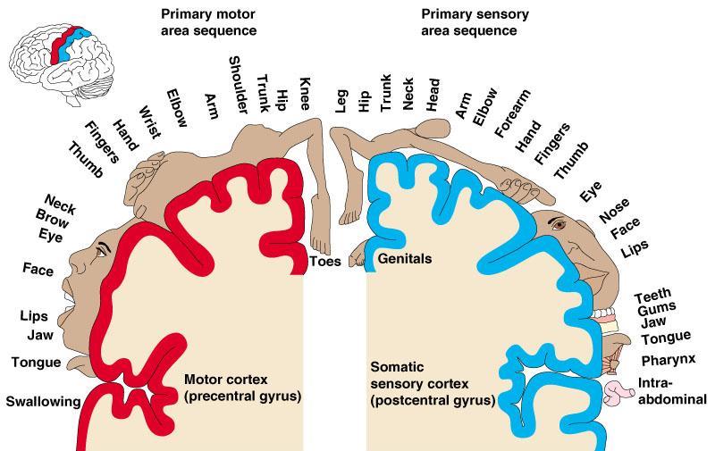 Sensory and Motor Areas of the