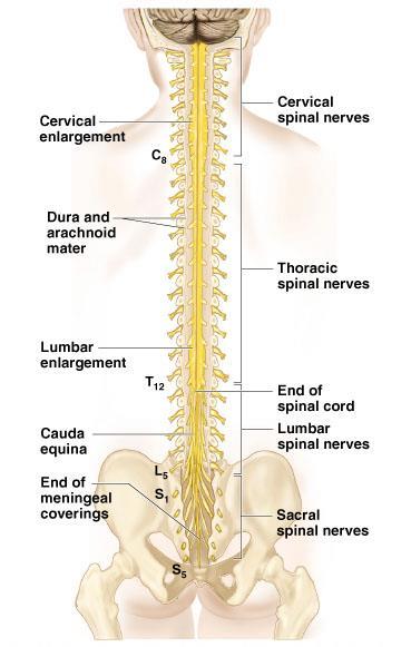Spinal Cord Extends from the medulla oblongata to the region of T12 Below T12 is the cauda equina (a