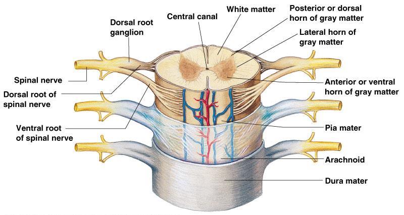 Spinal Cord Anatomy Central canal filled