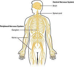 The Nervous System Each part of your body has nerves around it.