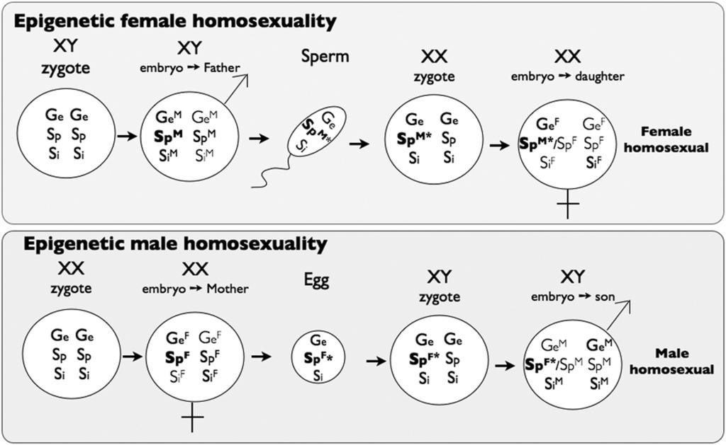SA-epi-marks and homosexuality Ge -genitals; Sp sexual preference; M