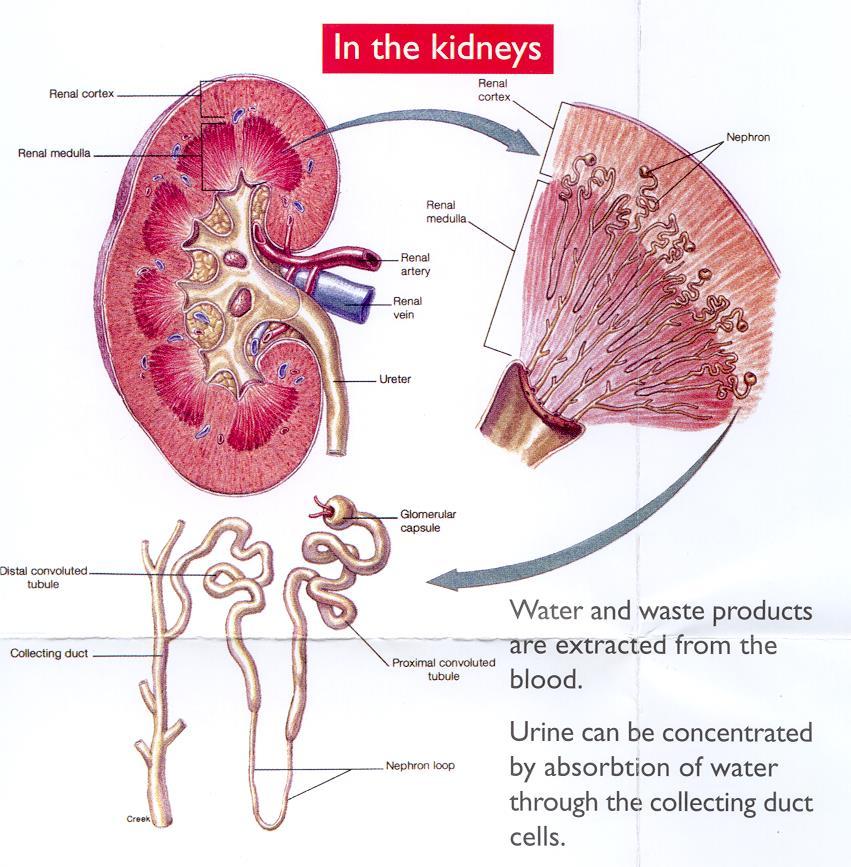 Normal Renal Physiology Receive a quarter of cardiac output.