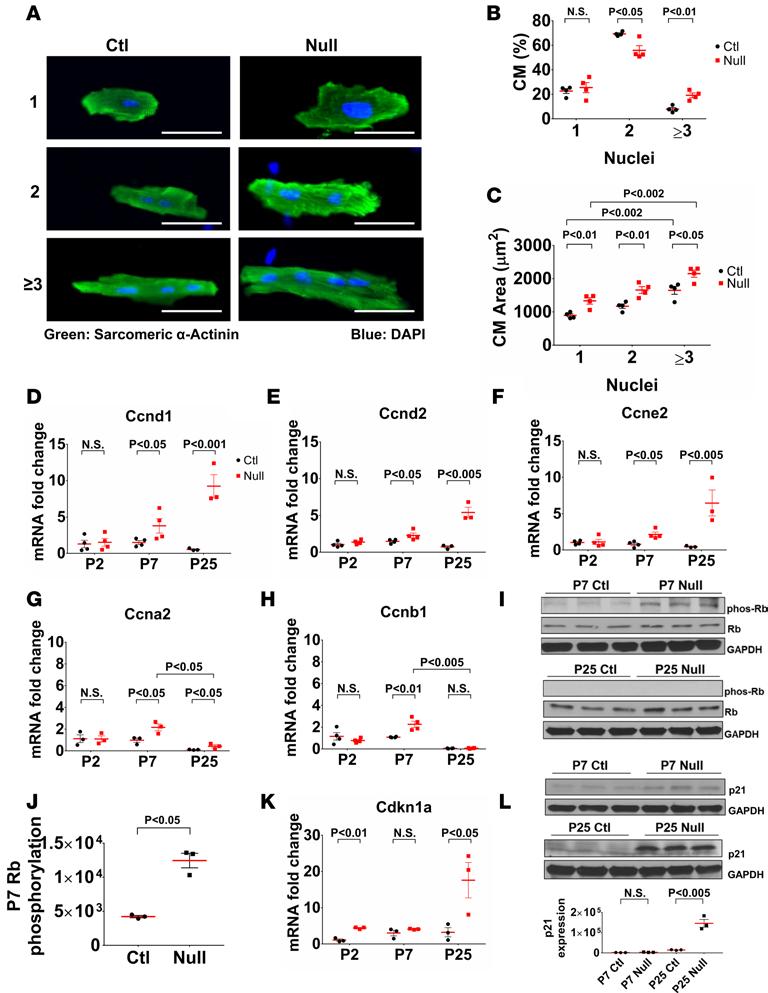 Figure 5. Dysregulated cell cycle regulation results in increased cardiomyocyte endoreplication in MYBPC3-null hearts.