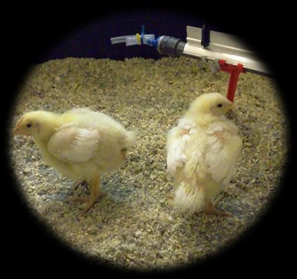 LIVE CHICKEN TRIAL: DECEMBER 2015 108 Ross 308 broiler chicks: 3x2 arrangement of treatments Antibiotic prophylaxis Linco-spectin D1-3 Lincomycin: Target: G+ve