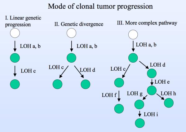 of the breast is thought to be a consequence of clonal expansions of neoplastic cells with progressively more genetic alterations.