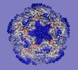Future Course of Study ENVIROMENTAL FACTORS (Infectious Agents) Viruses INTERFERON-γ