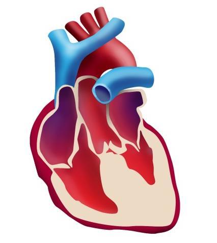 Research Focus: Cardiac Muscle Contraction and Relaxation Cardiomyopathies Result from 3 Types of Cardiac Muscle Disruptions Normal Heart