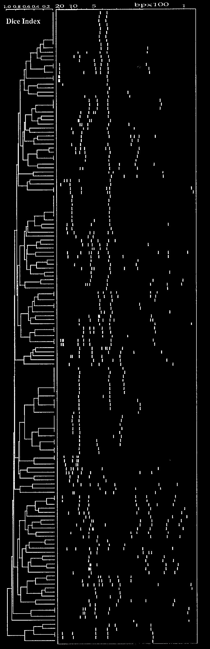 VOL. 37, 1999 COMPARATIVE EVALUATION OF LMPCR AND SPOLIGOTYPING 3121 FIG. 2. Dendrogram and associated schematic representation of LMPCR patterns of the 158 M.