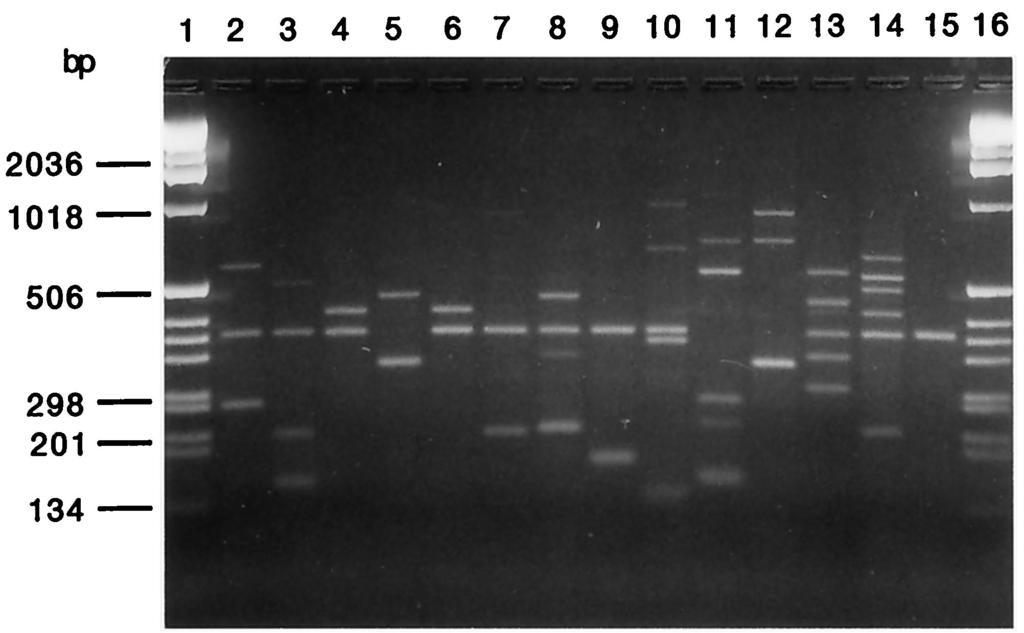 5 and 5%. FIG. 3. Agarose gel (2.5%) electrophoresis of amplified M. tuberculosis DNA obtained by the LMPCR method. Lanes 1 and 16, molecular size marker (1-kb ladder; Gibco); lanes 2 to 15, M.